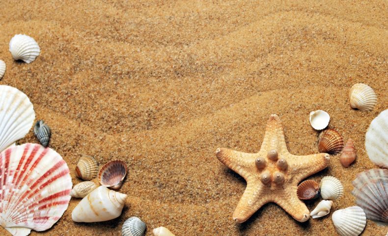 ビーチコーミング貝殻の画像