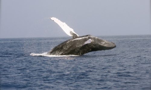 世界最大の生き物「クジラ」はどうしてあんなにも大きいのか