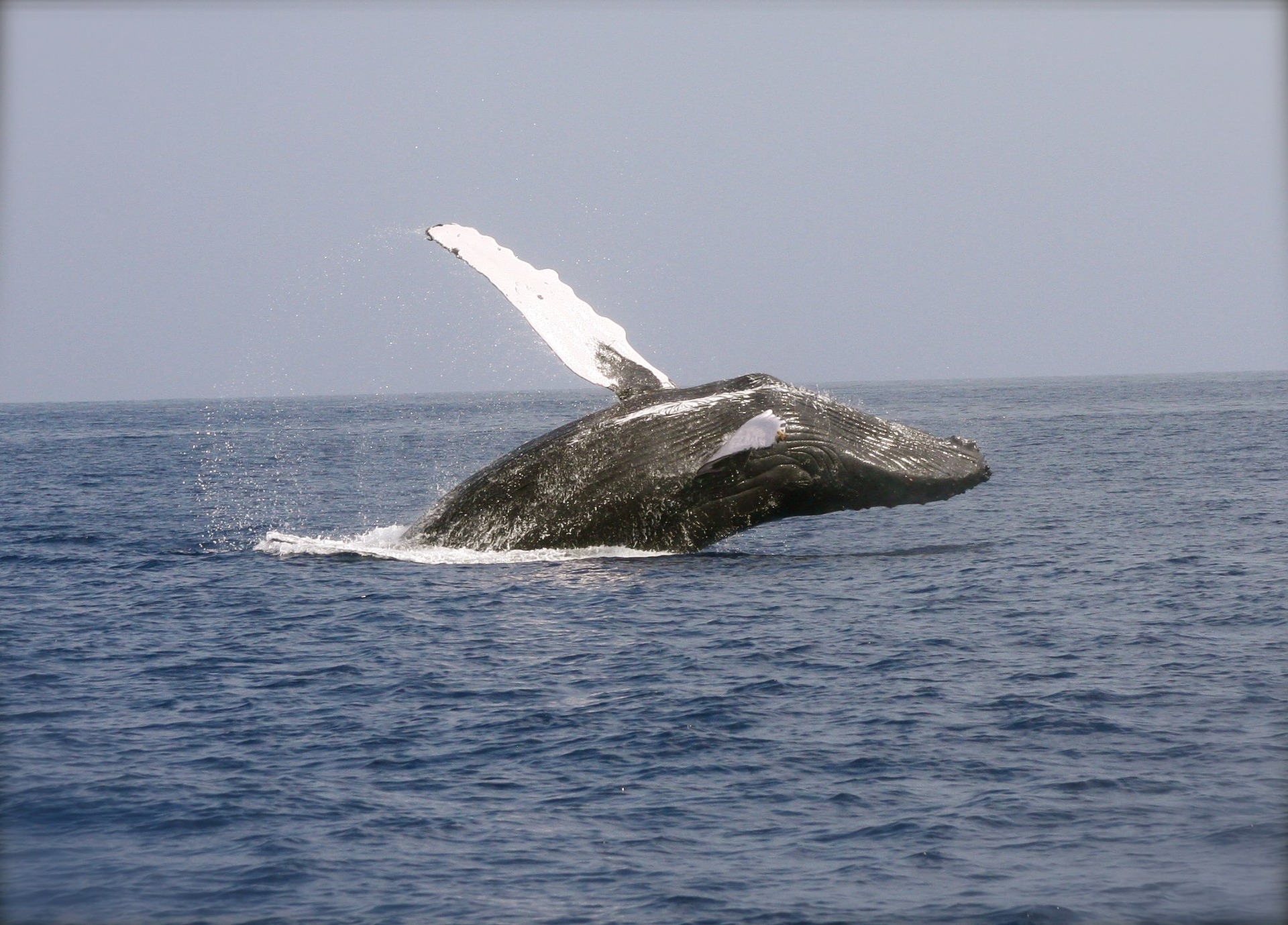 世界最大の生き物 クジラ はどうしてあんなにも大きいのか