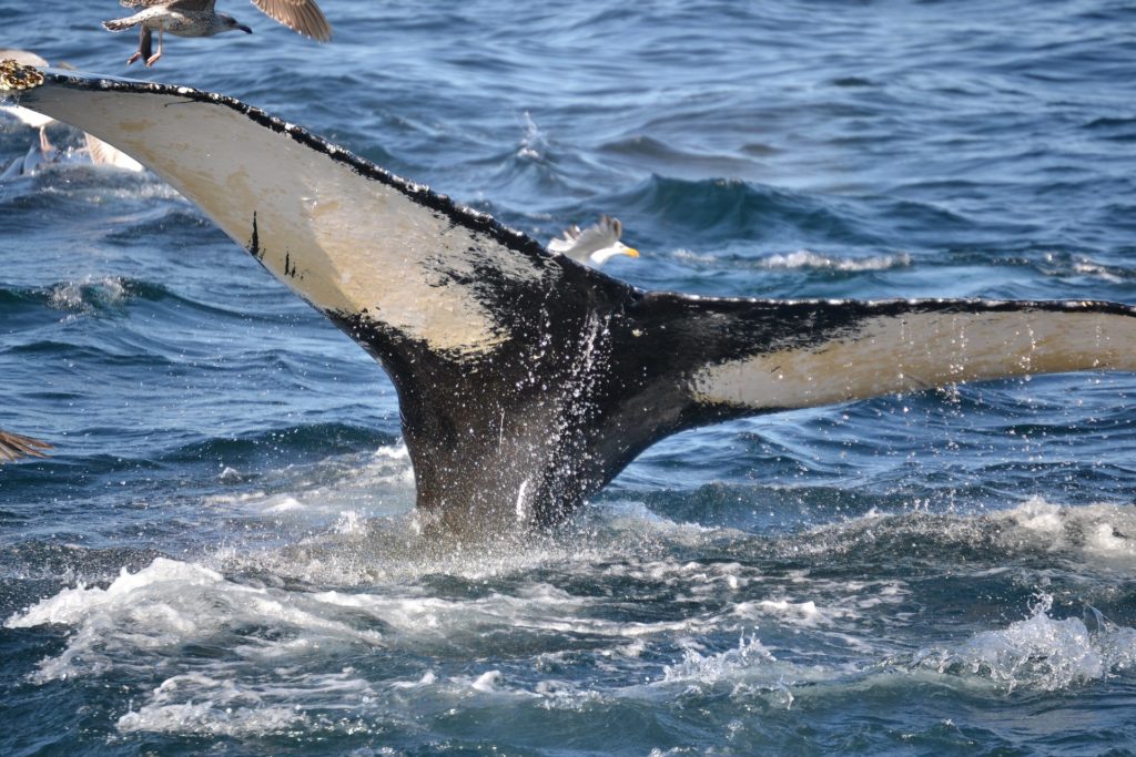 哺乳類史上最も深くまで潜るのはクジラ