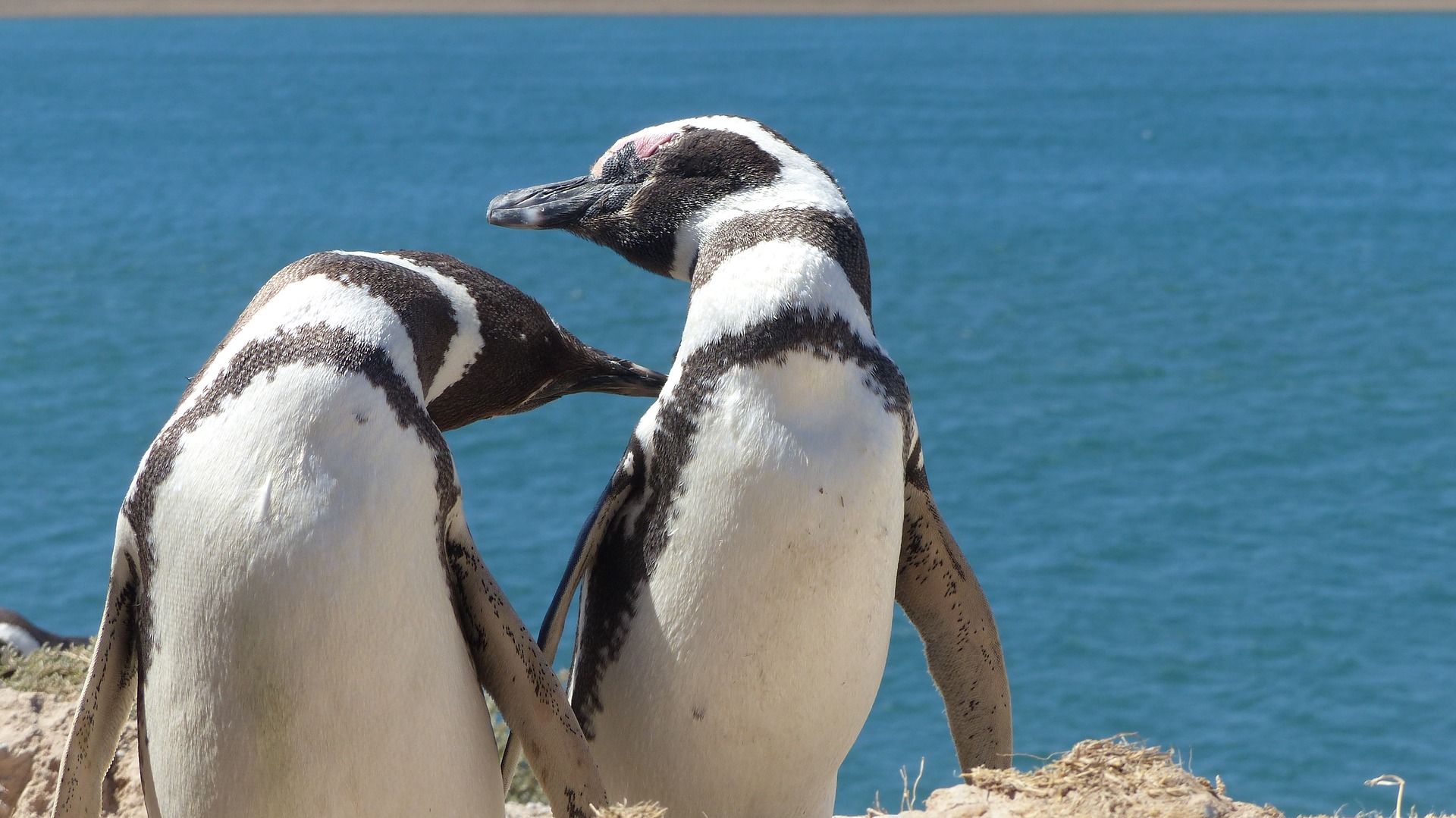 あなたが知らない ペンギンの世界 ペンギンのトリビア７選