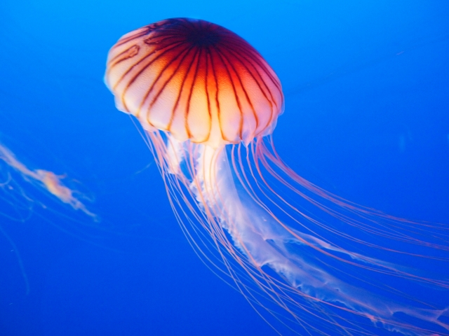 クラゲに刺されるのを防ぐにはどうすればよいでしょうか?