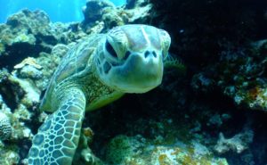 沖縄本島で人気のダイビングスポット特集！おすすめスポット7選