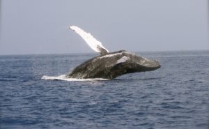 海の生き物シリーズ「クジラは何故あんなにも大きいのか」