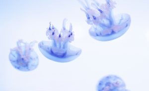 クラゲに刺されたときにやってはいけないことと正しい対処法